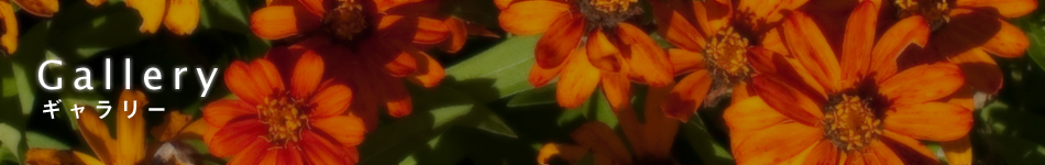 ギャラリー